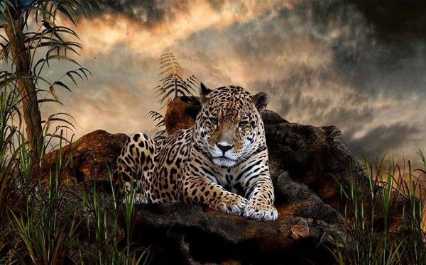 Le Bon OP Leopard